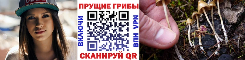 Галлюциногенные грибы GOLDEN TEACHER  ОМГ ОМГ tor  Боготол 